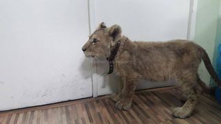 В отношении мужчины, незаконно удерживавшего львенка, началось следствие. Львенок Акжолтой передан в зоопарк <i>(фото)</i>
