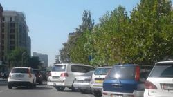 На ул.Токтогула ветки закрывают дорожный знак, из-за которого машины останавливают сотрудники УОБДД <i>(фото)</i>