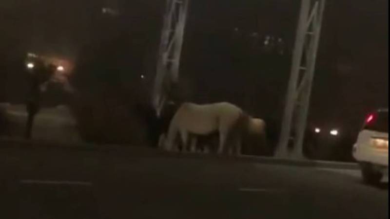 Видео — Ночью по Южной магистрали гулял табун лошадей
