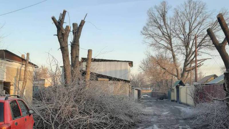 На улице Нарвской срубили молодые деревья. Фото