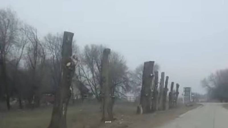 Возле СЭЗ Бишкека вдоль дороги срубили все деревья. Видео