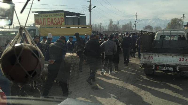 Почему скотный рынок близ Бишкека не закрывают на карантин?