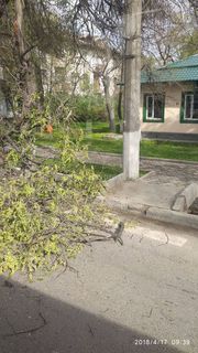 На ул.Толстого в Бишкеке ветка упала на проезжую часть (фото)