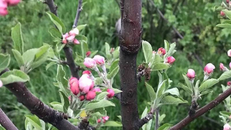 Цветущие яблони и одуванчик в Иссык-Атинском районе. Фото
