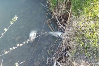 Берег озера «ГЭС-5» усыпан мертвой рыбой <i>(фото)</i>