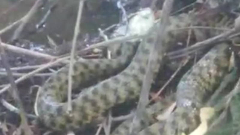 В Бишкеке обнаружили водяную змею. Видео