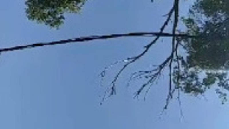 Горожанин жалуется на сухие ветки дерева на ул.Исанова. Видео