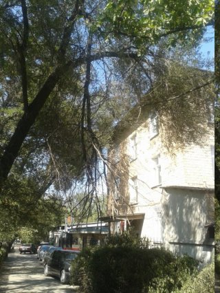 Сухие ветки деревьев свисают над тротуаром по ул. Лермонтова <b>(фото)</b>