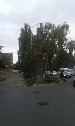 На Южная Магистраль-Советская срубили 2 карагача, надеюсь, другие здоровые деревья пилить не станут,- читатель <b>(фото)</b>