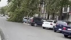 На ул.Турусбекова дерево упало на машину. Фото