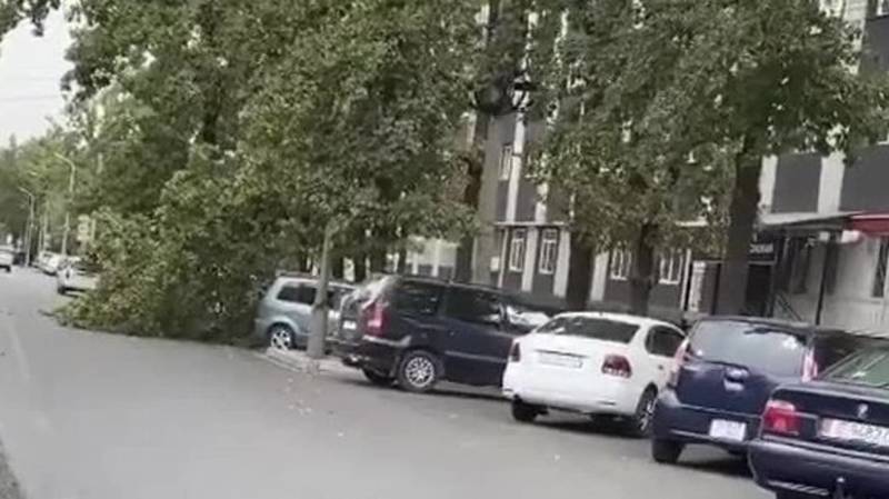 На ул.Турусбекова дерево упало на машину. Фото