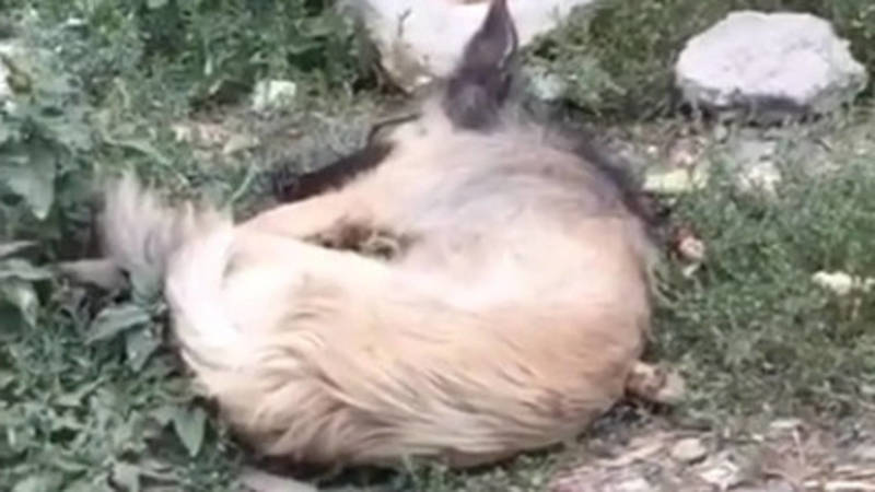 Служба по отстрелу бродячих животных оставила раненую собаку возле жилого дома. Видео
