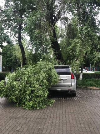 «Бишкекзеленхоз» об упавшей ветке на припаркованную машину в центре столицы: Бригада уже выехала