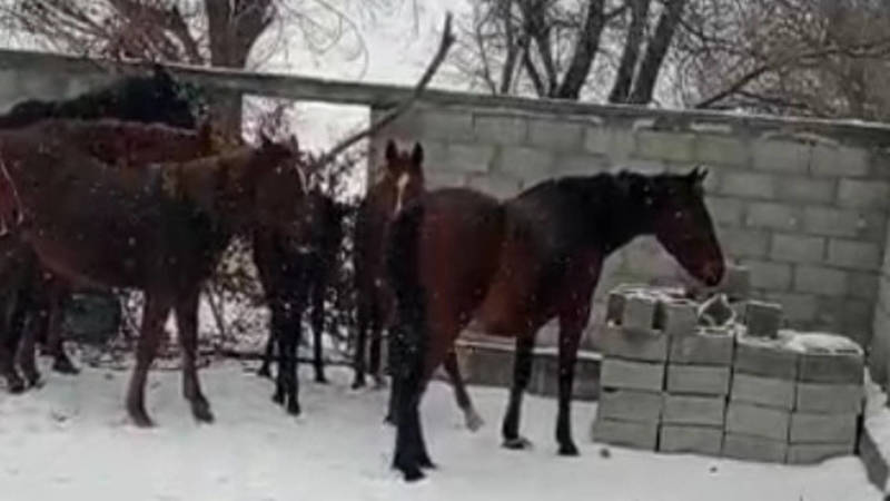 Жители села Селекционное третий день ищут хозяев табуна лошадей