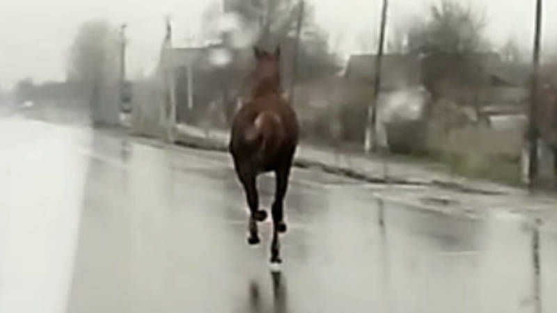В Петровке на трассе Бишкек—Ош скачет лошадь. Видео