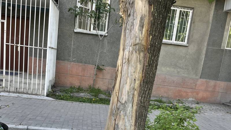 На ул.Турусбекова у дерева повреждена кора дерева. Фото горожанина