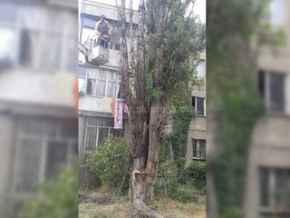Сотрудники «Бишкекзеленхоза» провели санобрезку аварийного дерева на ул.Патриса Лумумбы