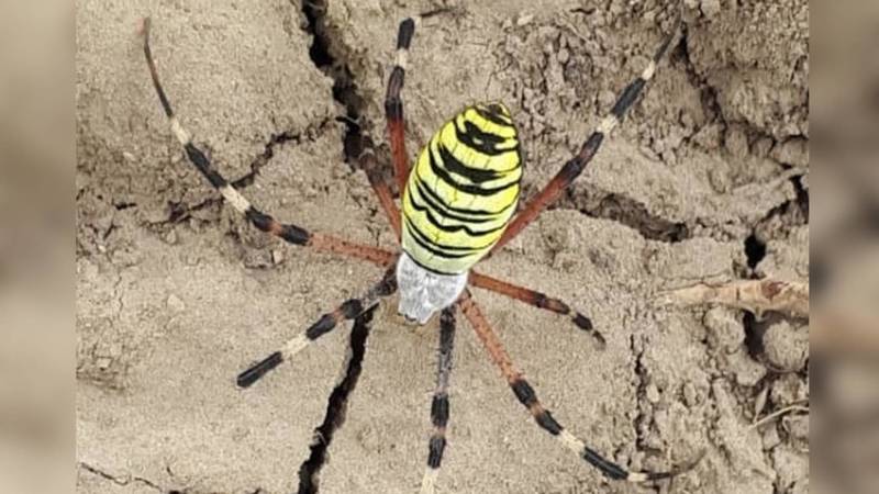 Опасен ли для человека этот вид паука? - читатель