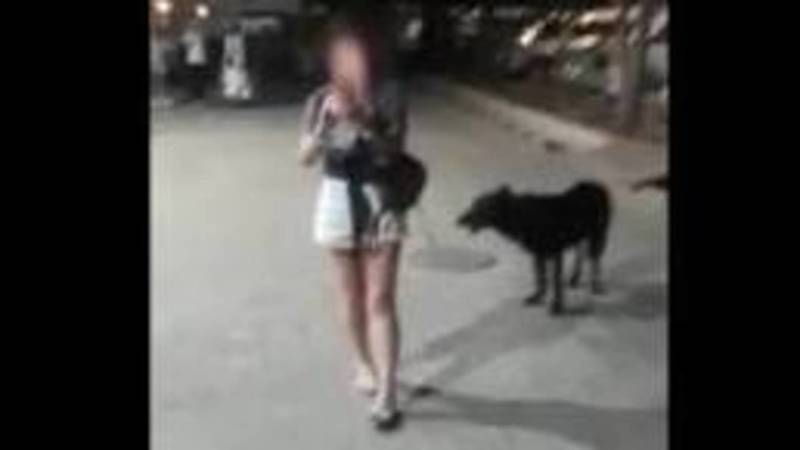 Вопрос в компетенции УПСМ ГУВД Бишкека, - мэрия о выгуле собак без поводка и намордника