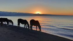 Табун лошадей на берегу Иссык-Куля на рассвете. Фото Марата