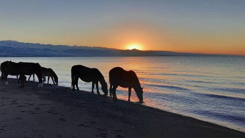 Табун лошадей на берегу Иссык-Куля на рассвете. Фото Марата