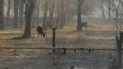 В парковой зоне возле озер Сорока пасут скот. Фото