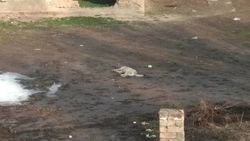 Во дворе дома в Арча-Бешике лежит мертвая собака. Фото