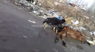 Когда уберут мусор и труп жеребенка на участке дороги в Ак-Ордо? (видео)