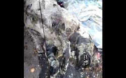 На мусорке на Логвиненко разлагается труп животного, - жительница