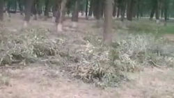 Зачем в парке имени Тулебердиева пилят здоровые деревья? Видео горожанина