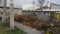 У мусорных баков на улице Куренкеева лежат ветки деревьев