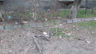 «Бишкекзеленхоз» не проводил обрезку деревьев на Боконбаева, - мэрия