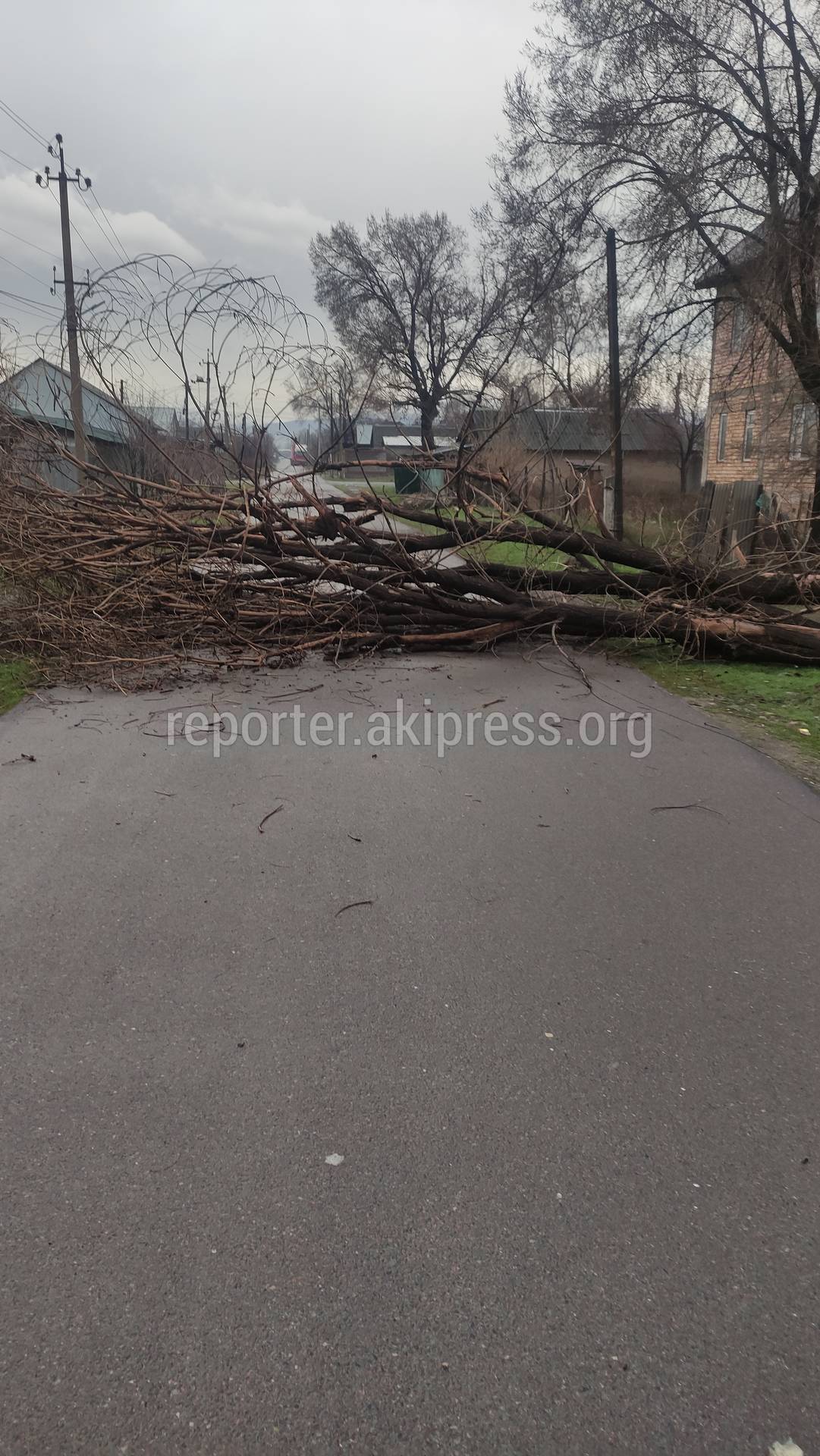 В Новопавловке сухое дерево упало на дорогу. Фото