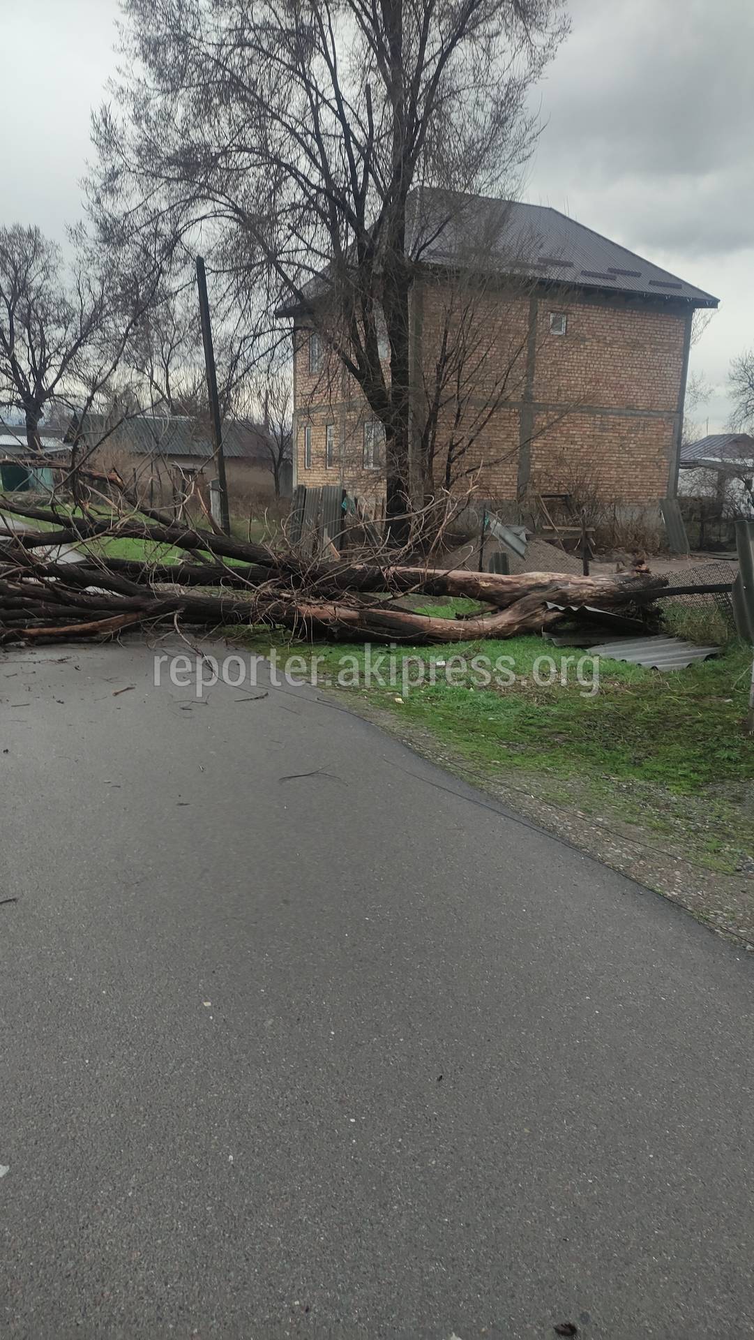 В Новопавловке сухое дерево упало на дорогу. Фото