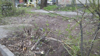 Возле садика по ул. Чокморова срубили зеленые насаждения для мусорного бака, - читатель <b><i>(фото)</i></b>