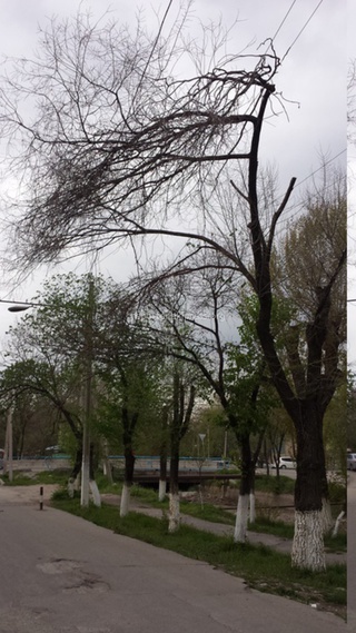 Дерево по ул. Скрябина висит на проводах «Бишкексвета», - «Северэлектро» <b><i>(фото)</i></b>