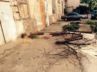 Законно ли вырубают деревья у здания РПО РМТР по ул. Байтик Баатыра?- читатель <b><i>(фото)</i></b>