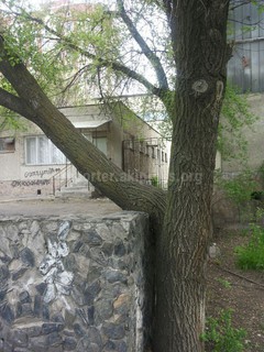 По улице Ахунбаева возле музыкального училища деревья находятся в аварийном состоянии (фото)