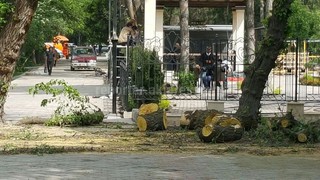 В Дубовом парке пилят деревья возле строящегося ресторана <b>(фото)</b>
