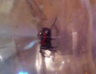 Житель мкр №3 обнаружил паука каракурта <i>(видео)</i>