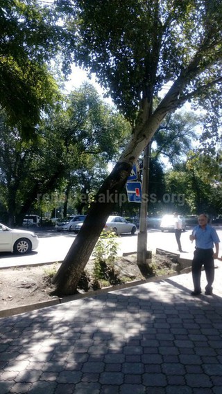 «Зеленстрой» снесет кривой тополь с тротуара на перекрестке Абдымомунова-Байтик баатыра в течение недели