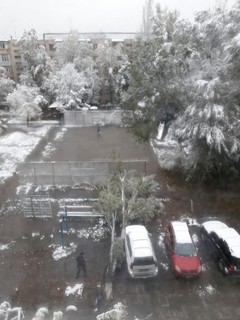 В Бишкеке на пересечении улиц Чокморова и Турусбекова упало дерево и повредило авто <i>(фото)</i>