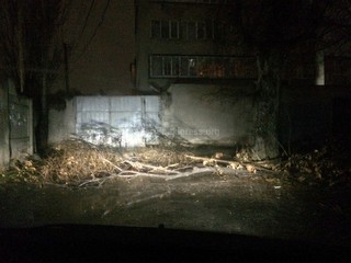 На улице Манасчы Сагынбая в Бишкеке упало дерево и перегородила дорогу