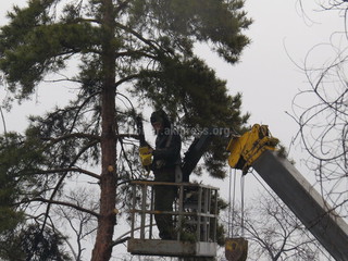 Акта на снос деревьев на проспекте Дэн Сяопина в предприятии «Зеленстрой» не имеется, - мэрия Бишкека