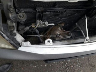 На объездной дороге собака чудесным образом выжила, попав под машину <i>(фото)</i>