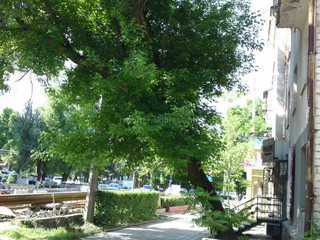 «Зеленстрой» Бишкека обследует деревья на участке ул.Тыныстанова