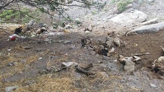 В реку Ак-Суу неизвестные выбросили останки коров <i>(фото)</i>