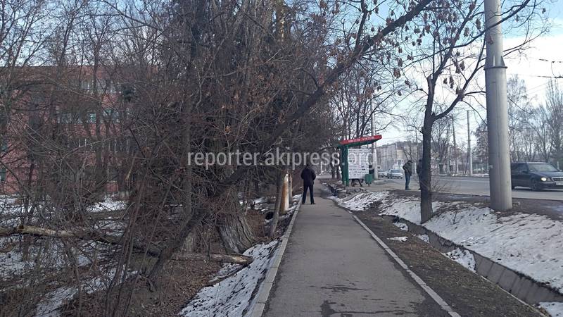 В Бишкеке на Ч.Валиханова - Анкара возле лицея №93 накренилось дерево, - читатель (фото)
