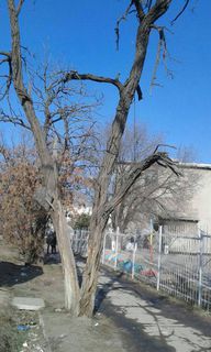 Горожанин просит проверить аварийные деревья на улице Месароша <i>(фото)</i>