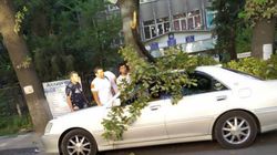 На ул. Логвиненко ветка дерева упала на припаркованное авто (фото)